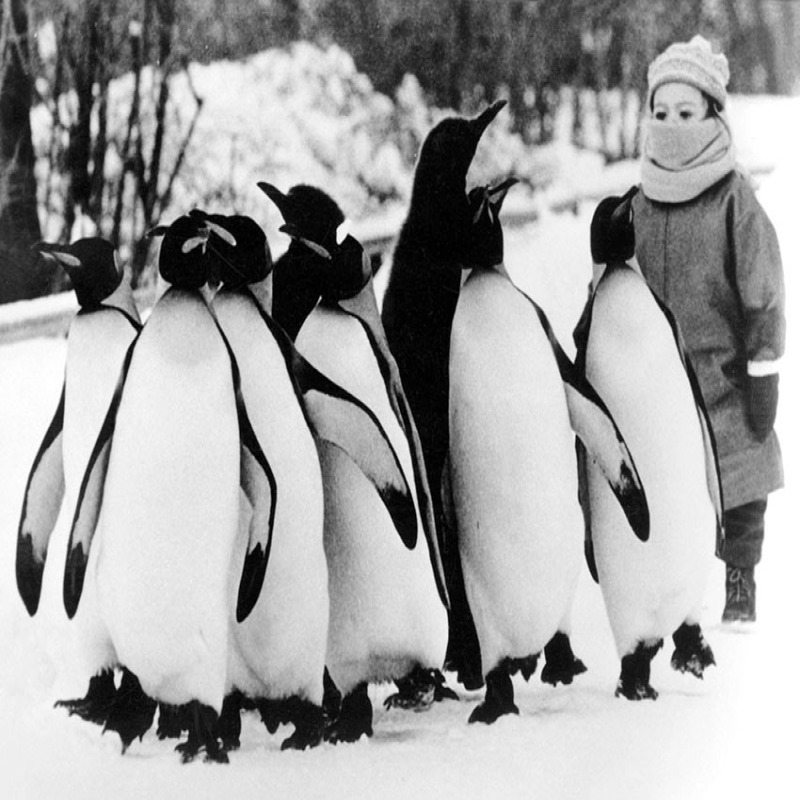 Penguins - a 17.5 x 12.5cm Christmas Card from Holy Mackerel's Alternative Image Range of Festive Designs.