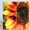 Photographic Greeting Card - Bee on a Sunflower