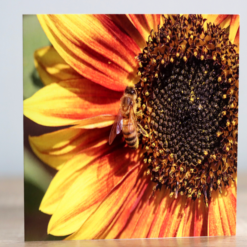 Photographic Greeting Card - Bee on a Sunflower
