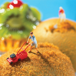 Mowing The Kiwis 150mm Square Greetings Card by Akiko Ida and Pierre Javelle