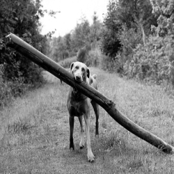 Holy Mackerel big stick retro black and white photographic card featuring a vintage image of a dog and his treasured prize - 12.6 x 17.7cm and blank inside
