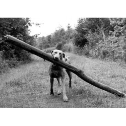 Holy Mackerel big stick retro black and white photographic card featuring a vintage image of a dog and his treasured prize - 12.6 x 17.7cm and blank inside