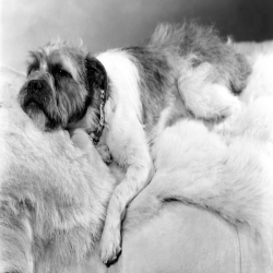 Holy Mackerel sleeping dog retro black and white photographic card featuring a vintage image of a terrier relaxing - 12.6 x 17.7cm and blank inside