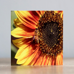 Photographic Greeting Card - Bee on a Sunflower