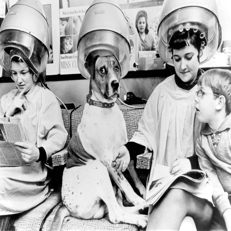 Holy Mackerel under the hair dryer retro black and white photographic card featuring a vintage image of a dog at the salon - 12.6 x 17.7cm and blank inside