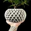 Hexa Planter Pot 02 - Matte Dark Green