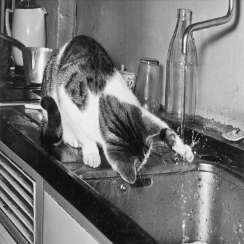 Holy Mackerel cat mesmerised by water retro black and white photographic card featuring a vintage image of a pet playing at the sink - 12.6 x 17.7cm and blank inside