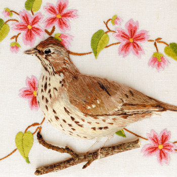 Song Thrush with Blossom 150mm Square Greetings Card by Sarah J Perry