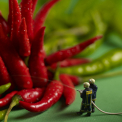 Chili Inferno 150mm Square Greetings Card by Akiko Ida and Pierre Javelle