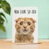 Funny Birthday Card For Him Fun Cat Birthday Card You Look So Old Rude Funny Birthday Card For Her Fun Cat Birthday Card For Anyone - Portrait (5x7) / Blank Inside