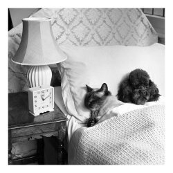 Holy Mackerel wakey wakey retro black and white photographic card featuring a vintage image of a siamese cat and a poodle in bed - 15cm square and blank inside