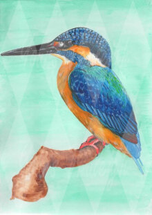 The common Kingfisher - Personal Use License