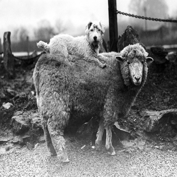 Holy Mackerel unexpected passenger retro black and white photographic card featuring a vintage image of a sheep with a dog on its back - 12.6 x 17.7cm and blank inside