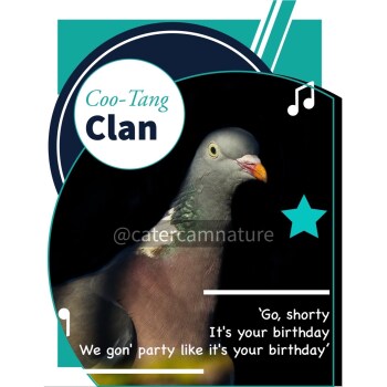 Birthday Card Pigeon Humour Music Pun Funny
