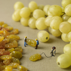 Raisin d'etre 150mm Square Greetings Card by Akiko Ida and Pierre Javelle