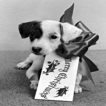 Puppy - a 17.5 x 12.5cm Christmas Card from Holy Mackerel's Alternative Image Range of Festive Designs.