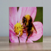 Greeting cards a collection of four Insect themed photographic greeting cards