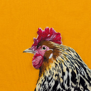 Cockerel 150mm Square Greetings Card by Sarah J Perry