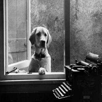 Holy Mackerel dog and typewriter retro black and white photographic card featuring a vintage image of a labrador at an open window - 12.6 x 17.7cm and blank inside