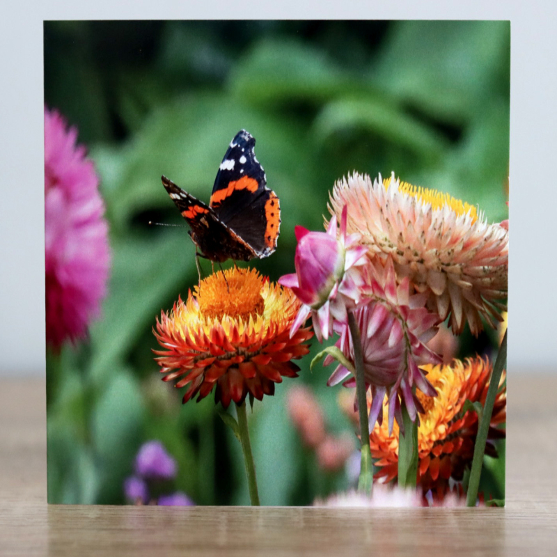 Greeting cards - A collection of four butterfly themed photographic greeting cards
